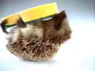 Publicité Spontex avec notre hérisson