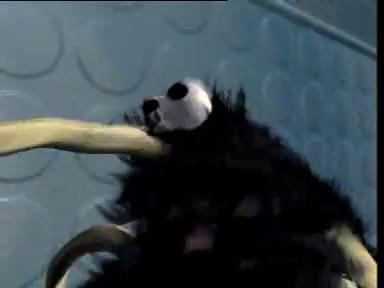 ben mais pourquoi t'as rasé tes poils？